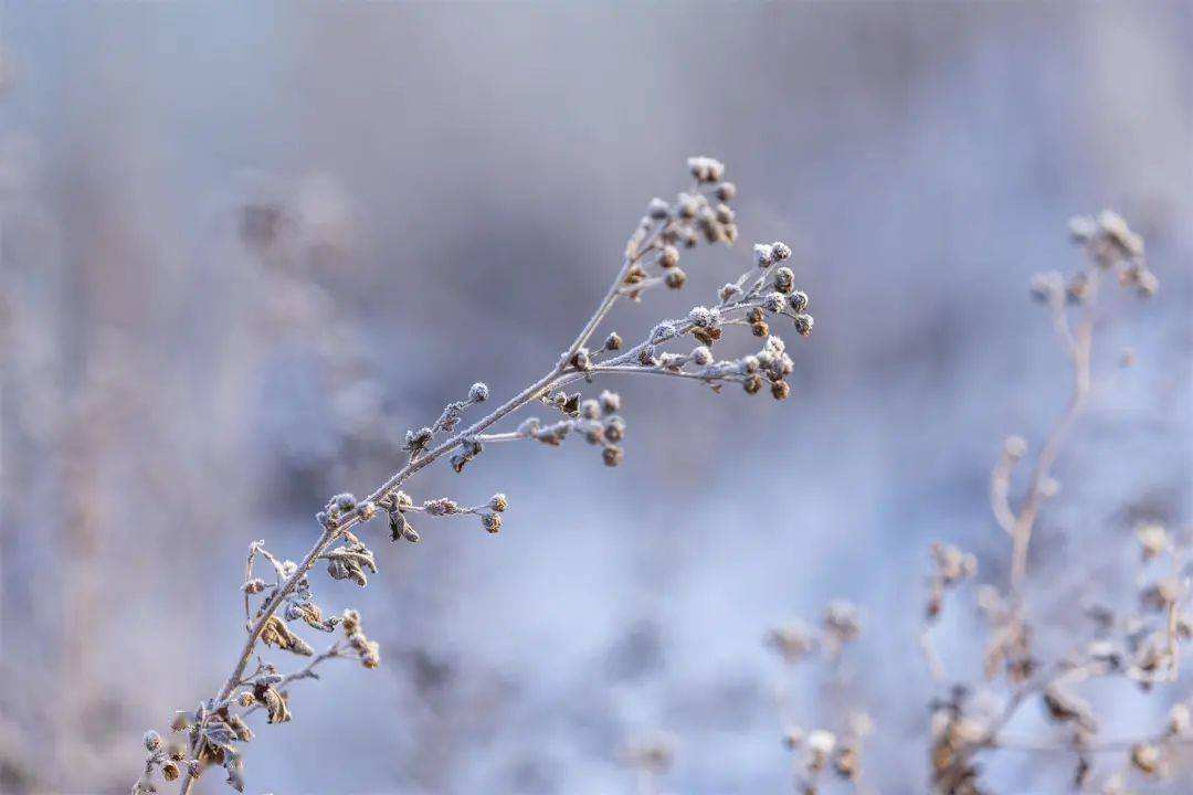 小雪 ▎冬藏萬物，歲月沉香